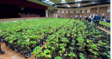 調查局破獲市值5億大麻 1608植株創緝毒史紀錄