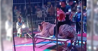 家長帶孩童觀看馬戲團表演，並讓孩童跨坐老虎身上拍照。（圖／擷取至百度）
