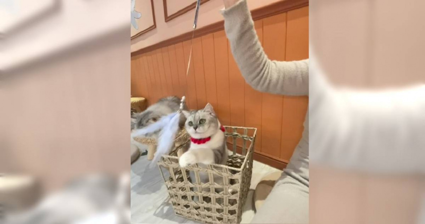 新北市動保處將打造首座貓咪室內遊憩區。（圖／取自新北市政府網站）