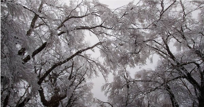 宜蘭太平山國家森林遊樂區降下冰霰，放眼望去一片白茫茫。（圖／擷取自Facebook／太平山國家森林遊樂區）