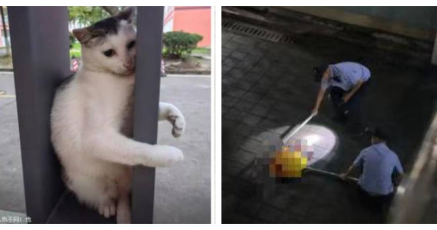 學生目睹北理工珠海學院保安當眾亂棍打死流浪貓蹭妹。（圖／翻攝自微博）