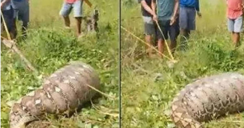 印尼一名61歲農夫外出工作卻徹夜未歸，隔天被發現遭一條蛇吞下肚，已失去生命跡象。（圖／翻攝自X）
