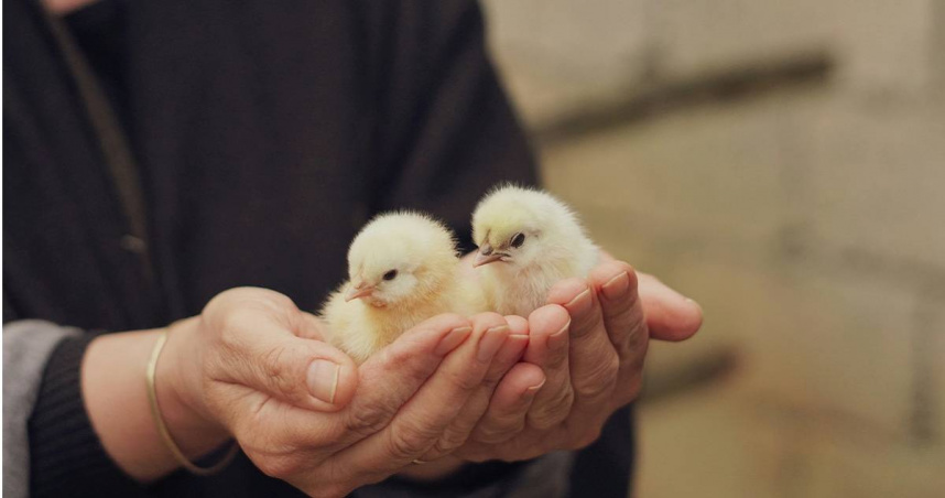 近日青島氣溫較高，有女網友出門2天後返家，發現家中購買的3箱雞仔蛋竟孵化出小雞。（示意圖／unsplash）