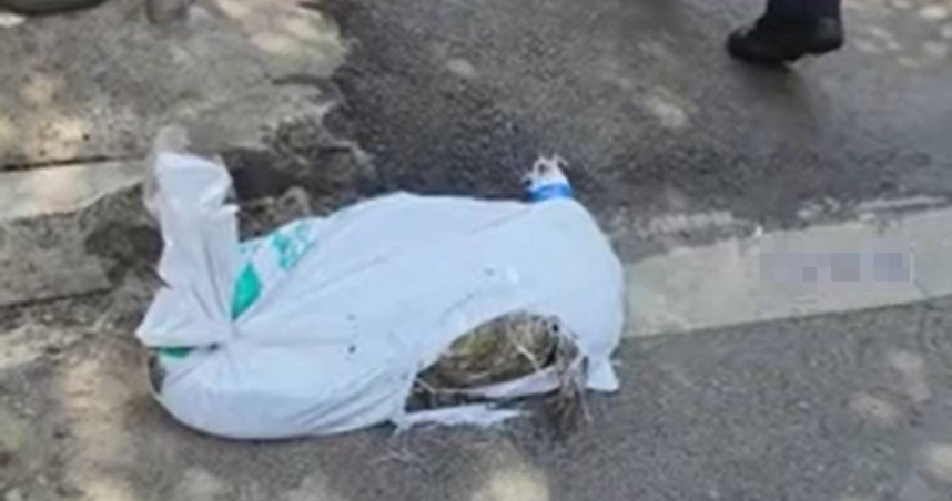 大陸一名外送員被要求將一條死鱷魚運至某間餐廳，但途中他發現尼龍袋中的鱷魚開始掙扎，還弄破袋子抓咬他的鞋子，嚇得立刻停在路邊報警。（圖／翻攝自微博／DV現場）