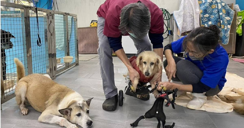 獸醫師進行評估診檢及醫療。（圖／新北市動保處提供）