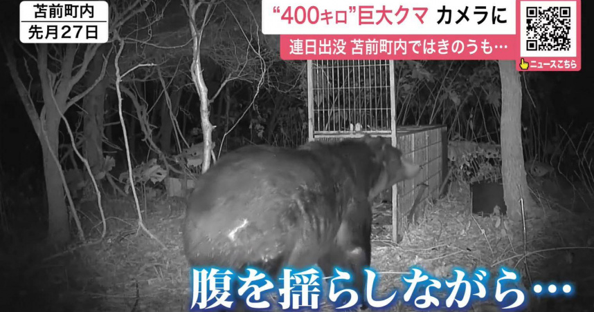 北海道苫前町有一頭目測體重達400公斤的棕熊出沒。（圖／翻攝自YouTube／北海道ニュースUHB）