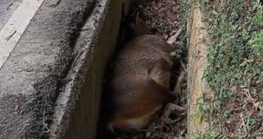 百公斤水鹿倒臥溝渠嚇壞村民。（圖 ／翻攝畫面）