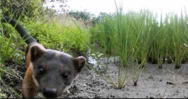 生態監測團隊於民國112年首次在靠近中央山脈的小農田區，觀察到黃喉貂下山。（圖／池上青年培力站提供）