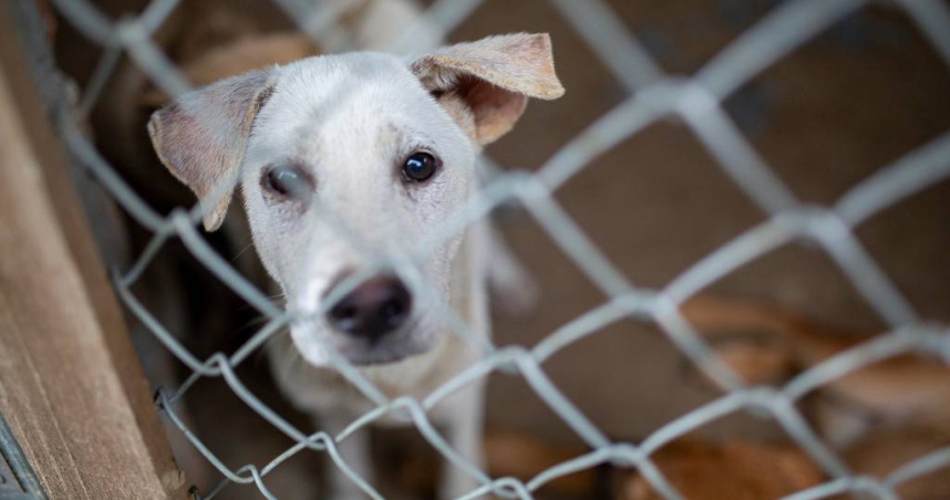 印尼部分地區仍存有狗肉餐廳與屠宰設施，政府將加強取締。（圖／達志／美聯社，下同）
