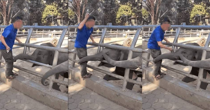 大陸雲南西雙版納野生動物園近期因飼養員疑似虐待動物，陷入爭議。（圖／翻攝自微博／封面新聞）