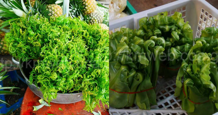 過貓（左）、山蘇。（圖／翻攝自農業知識入口網）