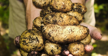 國民黨團表示，面對民眾對健康風險的質疑，執政黨不思檢討、不問邊境把關，竟然又搬出「認知戰」當擋箭牌。（示意圖／Pixabay）