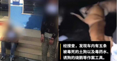天上掉下「燒鵝大餐」!5條土狗一吃全暴斃…2男扛屍運市場賣錢