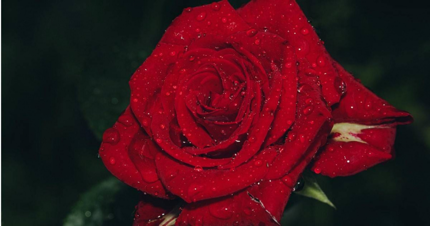 《搜狐網》點名4生肖女性，到了40歲能在事業、家庭上取得成就。（示意圖／PIXABAY）