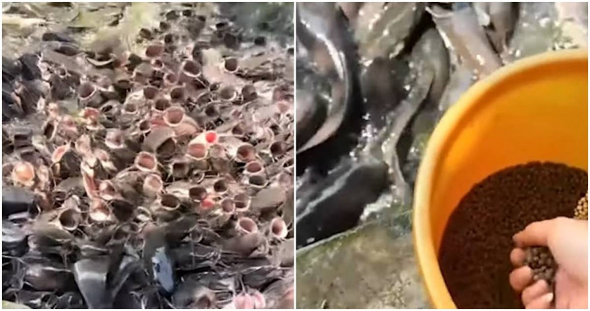 女遊客在越南餵魚的影片創千萬次觀看。（圖／翻攝YT）