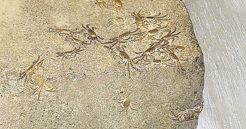 新北市水利局20日在新店區碧潭堰監測到毛蟹洄游潮，證明碧潭堰魚道的生態效益持續發威，成功為毛蟹創造了洄游通道，也展現新店溪流域豐沛的生命力。（圖／新北市水利局提供／中國時報柯毓庭新北傳真）