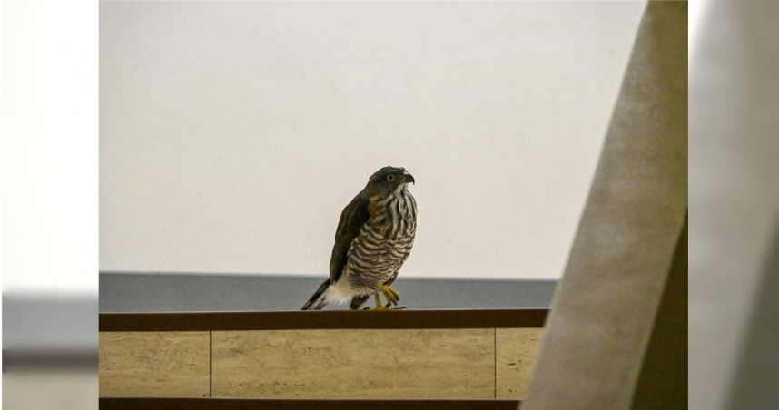 動保處出動2組人馬將鳳頭蒼鷹捕獲並送至台灣猛禽研究會，鳳頭蒼鷹體態健康，後續將擇期野放。（圖／北市動保處提供／中國時報記者張珈瑄台北傳真）