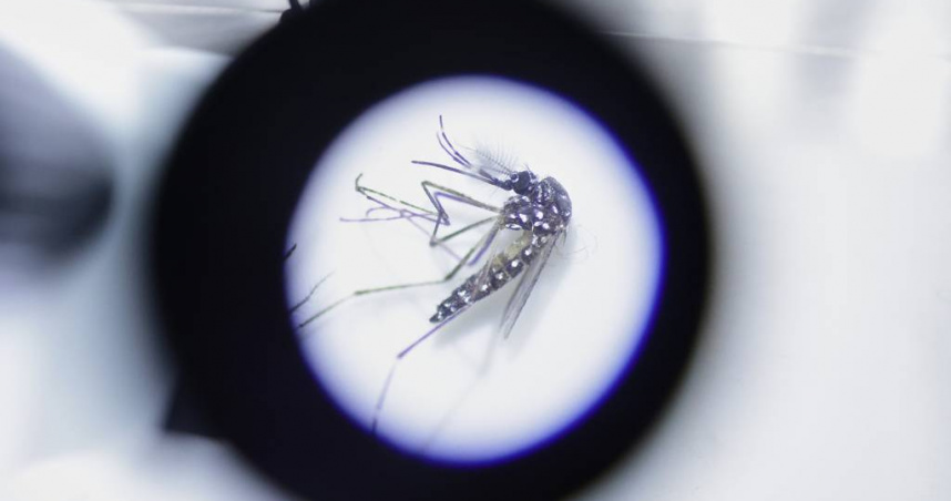 疾管署公布新增境外移入登革熱病例，發布醫界通函，示警登革熱境外移入風險升高。（示意圖／達志／美聯社）