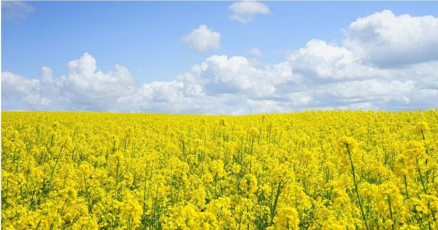 清水孟國際塔羅篠安老師分享12星座3月8日至14日的運勢。（示意圖／pexels）