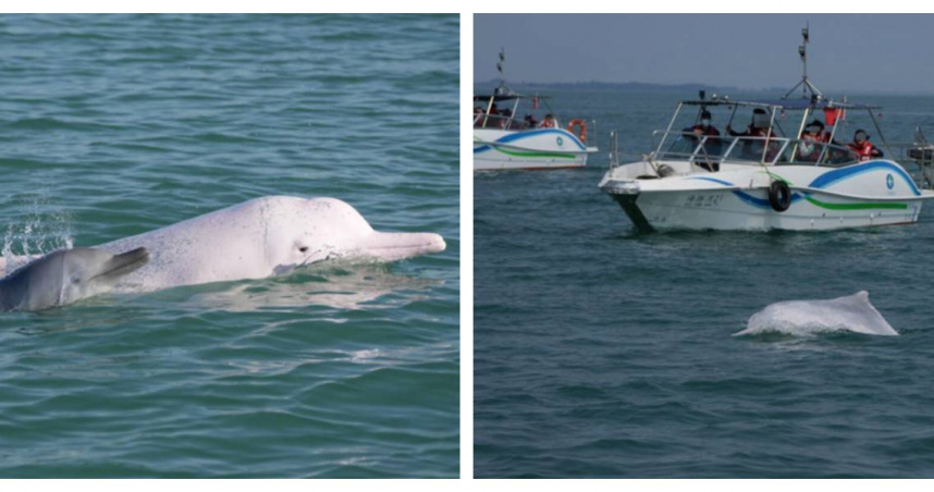 多艘快艇逼近中華白海豚，形成包圍態勢引發生態疑慮。（圖／翻攝自成都商報）