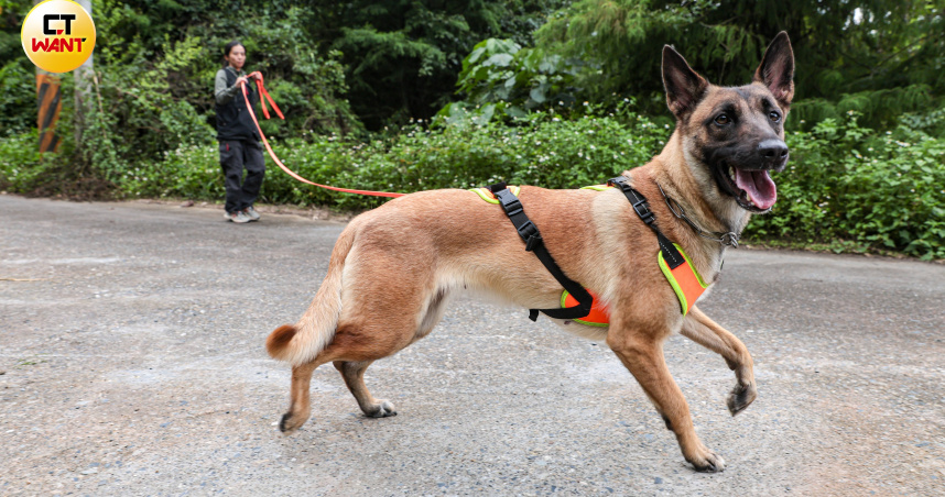 搜救犬掛彩2／被酸「高浪犬一等」　協會反擊：少1分干擾多1分救援