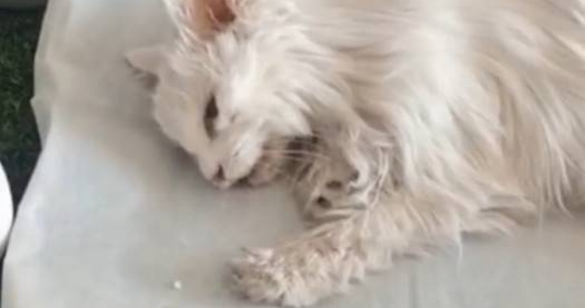 The cat who the owner for 20 years died of illness without