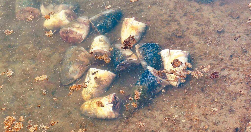 高雄市林園溼地公園水母湖遭人丟棄烏魚魚頭。（林園愛鄉協會理事長陳俊強提供／洪靖宜高雄傳真）