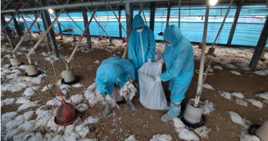 動防所防疫人員於昨（5日）完成該蛋中雞場撲殺清場及消毒工作，計撲殺3萬47隻蛋中雞。（圖／彰化縣政府提供）