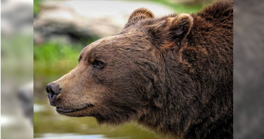 美國北卡羅來納州一名男子為了趕走家後院的野生黑熊，穿上一套「熊熊裝」，假裝自己是一頭棕熊，最終成功將黑熊嚇跑。（示意圖／Pixabay）