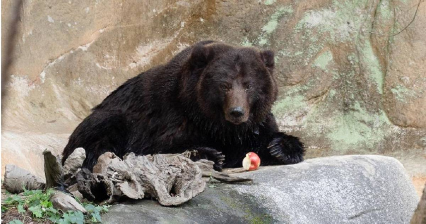 台北市立動物園棕熊「小喬」，3月底接受腫瘤移除手術，術後1週傷口復原期活動力與食慾逐漸回升。（圖／台北市立動物園提供）