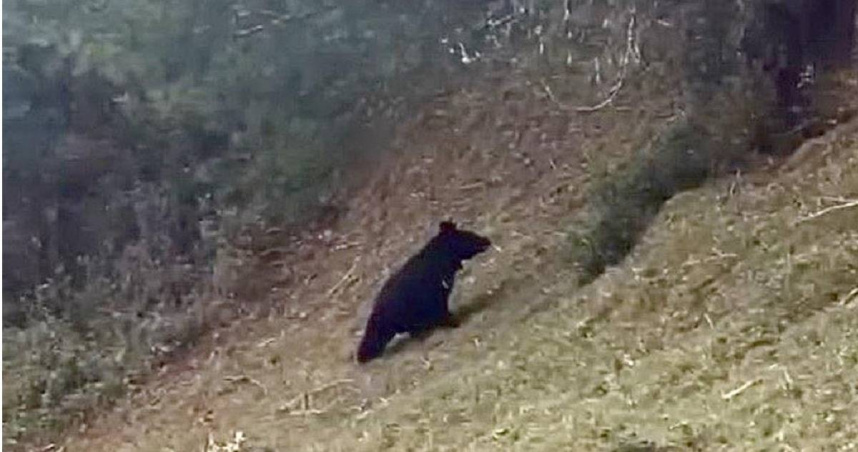 近日外籍遊客前往玉山塔塔加遊憩區麟趾山、鹿林山一帶登山健行，目擊1隻台灣黑熊。（圖／玉山國家公園提供）