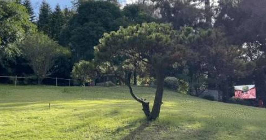 福建倉山區的煙台山公園內有多棵「天價樹」，每棵樹報價近80萬人民幣。（圖／翻攝自新京報）