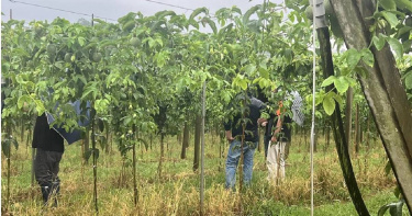 埔里百香果掃到風颱尾,即將採收的果實因落果及水傷損失慘重,預估產量減少四成以上。(圖/馬文君提供/中國時報記者楊靜茹南投傳真)