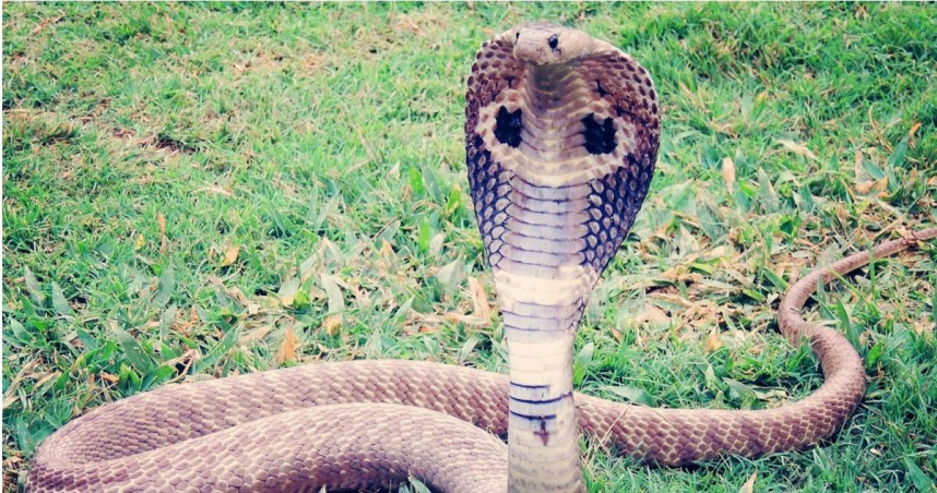 印度比哈爾邦一名2歲男童遭毒蛇纏手，竟反咬蛇頭將其咬死，事件震驚當地社區。（示意圖／Pixabay）