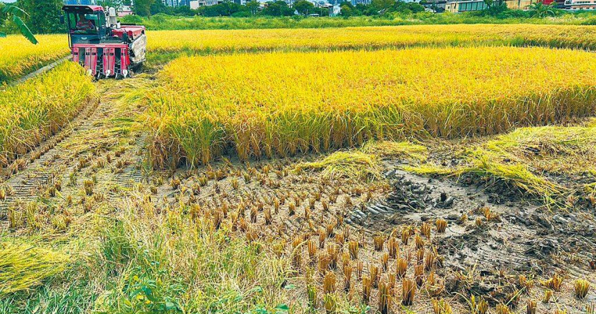 新竹市議員曾資程接獲陳情，指新竹市出現重金屬汞汙染稻作，但事件發生以來超過10天，至今未公開揭露資訊，質疑市府「蓋牌」。（圖／曾資程提供／中國時報王惠慧新竹傳真）