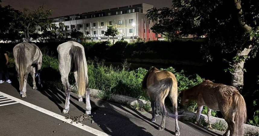 4匹馬於5日晚間逃離馬廄，在台中市龍井區觀光路吃路旁牧草。（圖／民眾提供）
