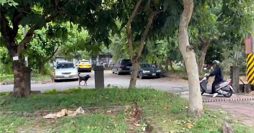 基隆市暖暖公托近期有流浪狗團夥以追逐來往的機車為樂，導致公托的家長及老師們困擾不已，基隆市動保所積極巡查捕捉。（圖／中國時報張志康攝）