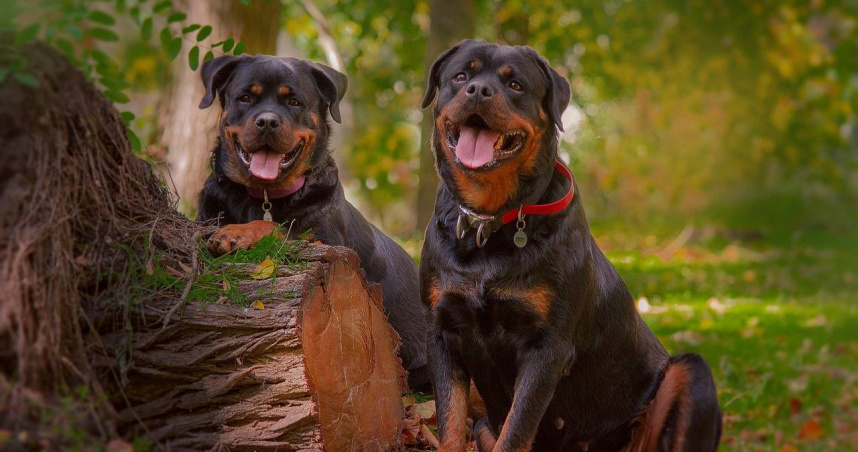 涉案的大型犬「Trigg」為獒犬與羅威納混種，平日性情溫和，卻在爭搶食物時誤傷女主人。（示意圖／Pixabay）