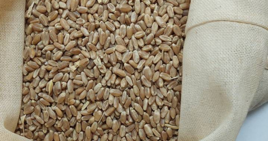 一批由美國大型農業公司「CHS Inc.」出口的「春麥」，被檢出赭麴毒素A 7μg/kg超標，共1228公噸於邊境退運或銷毀。（圖／食藥署提供）