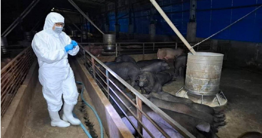 中市環保局長陳宏益指出，該養豬場10年來一直使用梧棲區清潔分隊所收集、供應的廚餘，業者也都依規定蒸煮90°C才餵食。環保局人員曾在今年5月、7月、10月到該養豬場稽查，均未發現異常，因此感染來源為何仍有待調查。（圖／台中市政府提供）