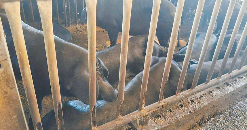 苗縣環保局配合中央防疫，全面禁止廚餘餵豬，廚餘將由各公所統一收運至所在地的堆肥場或掩埋場處理。（圖／翻攝畫面）