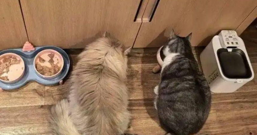 大陸春節期間寵物到府餵養服務需求暴增，一名95後正妹已接下100多單，估計9天可進帳人民幣8500元（約新台幣3.7萬元）。（圖／翻攝自微博／現代快報）