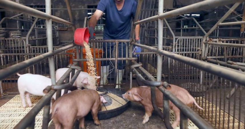 台中養豬場爆非洲豬瘟！父子涉造假照片、拍賣染疫豬　檢方建請法院從重量刑