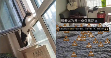 大陸新疆一名女飼主把愛貓獨留住處26天，返家發現床鋪滿是貓咪的排泄物。（圖／翻攝自微博／看曉天下事）