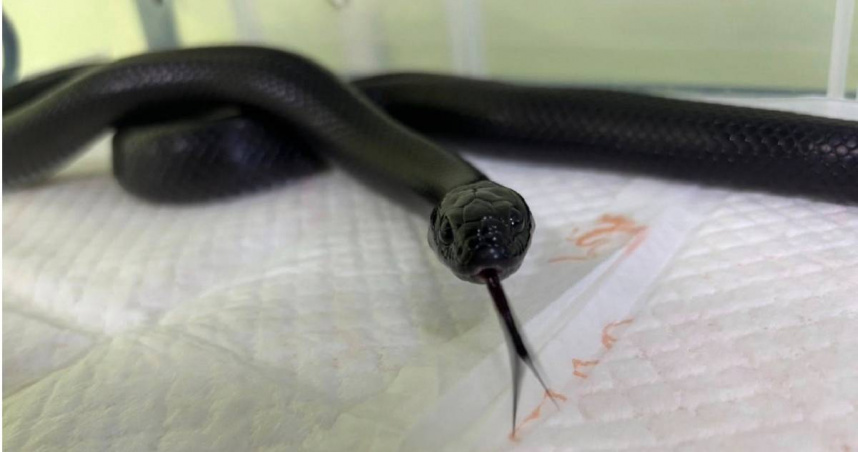 屏東縣政府動物認養及宣導專區在官方臉書分享認養資訊，是一條墨西哥黑王蛇，留言區引發熱烈討論。但不久後小編更新貼文，稱飼主已將蛇領回。（圖／翻攝自臉書／屏東縣政府動物認養及宣導專區）