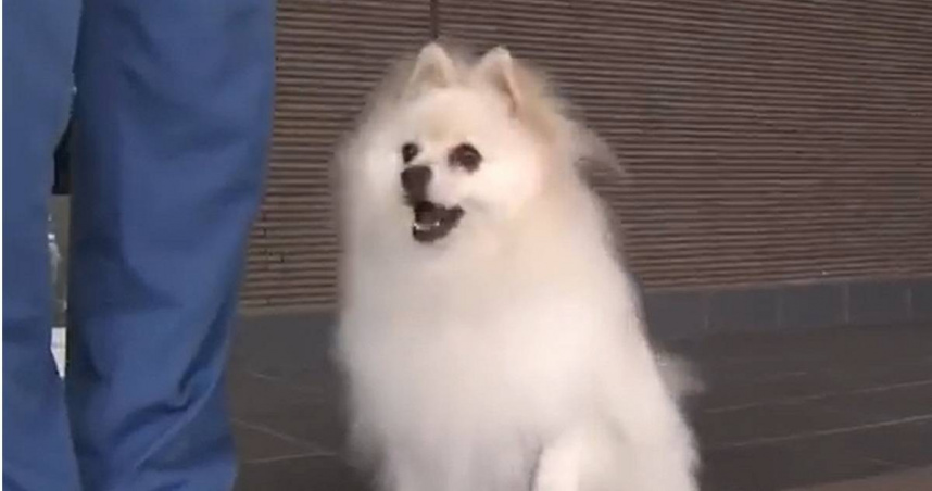 日本宮崎縣第一隻博美警犬Haku（ハク号）。（圖／翻攝自YouTube／MRT宮崎放送）