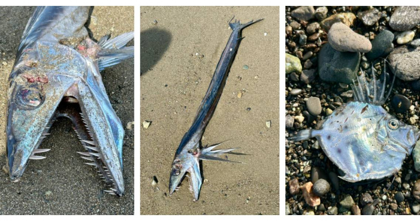日本靜岡海岸近日出現外型宛如怪獸的罕見魚類，引發網友熱議。（圖／翻攝自X，@natsukiaqa）
