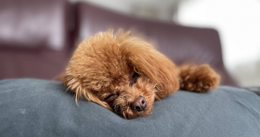 與女兒吵架後不想活！　男辯「擔心愛犬沒人顧」竟持刀刺死紅貴賓