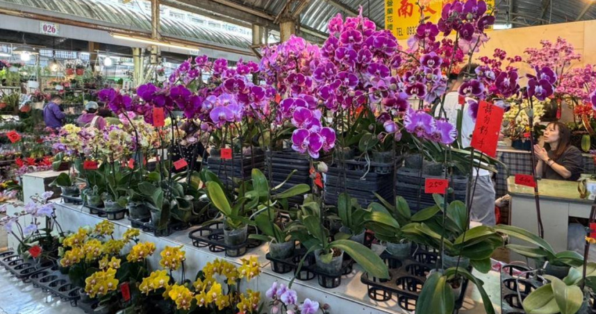 每逢農曆春節前後，家家戶戶常會購買蘭花等為增添喜氣，南投蘭園江姓業者說，購花傳統以紅色為主，不過近年1盆多色更受年輕人喜愛。（圖／中國時報潘虹恩攝）