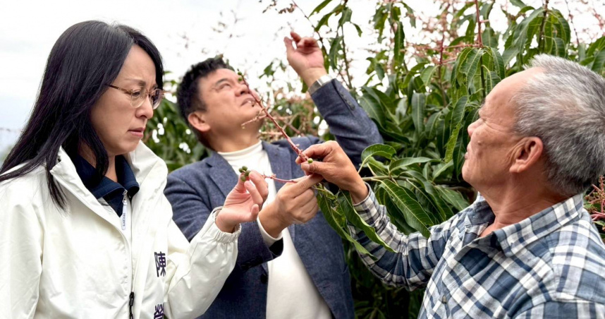 立委陳瑩與莊瑞雄日前多次帶領農業部及相關單位前往芒果園，勘查寒害情況。（圖／陳瑩辦公室提供）
